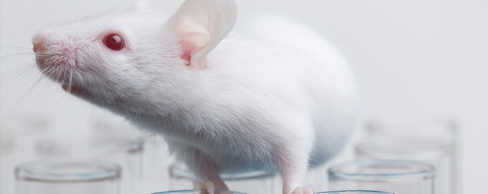 Mice with MS