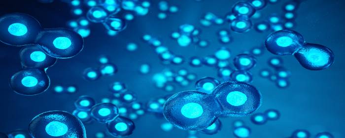 Umbilical Cord Derived Mesenchymal Stem Cells Restore Function After Stroke