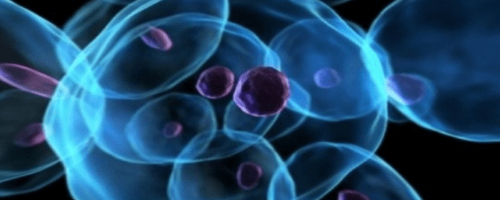 Evaluating the Effectiveness of Mesenchymal Stem Cells As An Option For Stroke Therapy