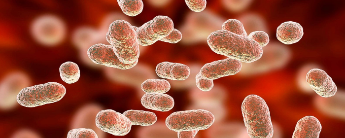 Gut Bacteria May Be Major Factor In The Risk For Brain Damage