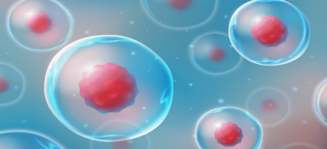 What Are Adult Stem Cells?