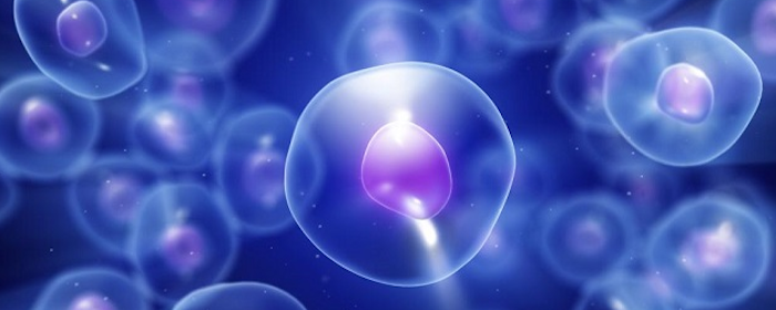 Adipose Tissue-Derived Mesenchymal Stem Cells and Their Contribution to Tissue Regeneration