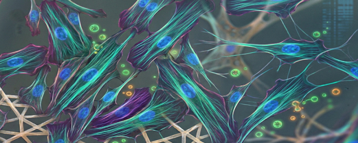 Mesenchymal Stem Cells and Chronic Wounds: A Regenerative Approach to Skin Repair
