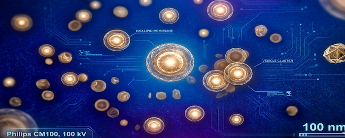 MSC-Derived Exosomes and Neurological Repair: A New Direction in Regenerative Medicine Research