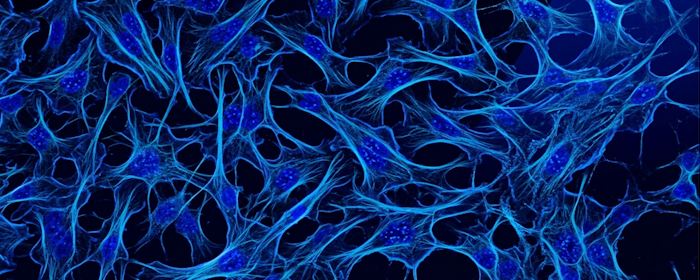 Wharton’s Jelly-Derived MSCs and Muscle Health: Early Safety Research in Duchenne Muscular Dystrophy